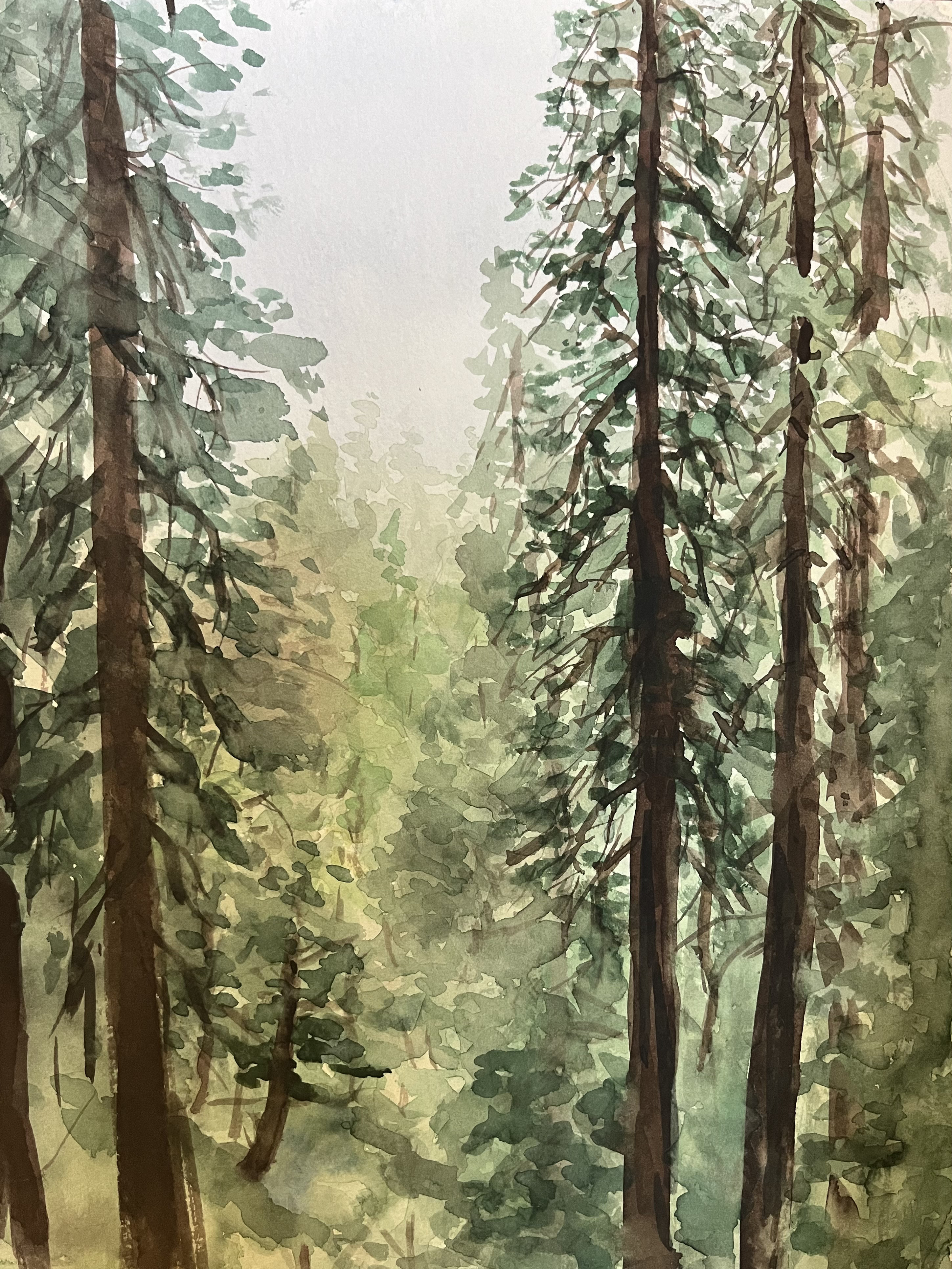 Muir Woods