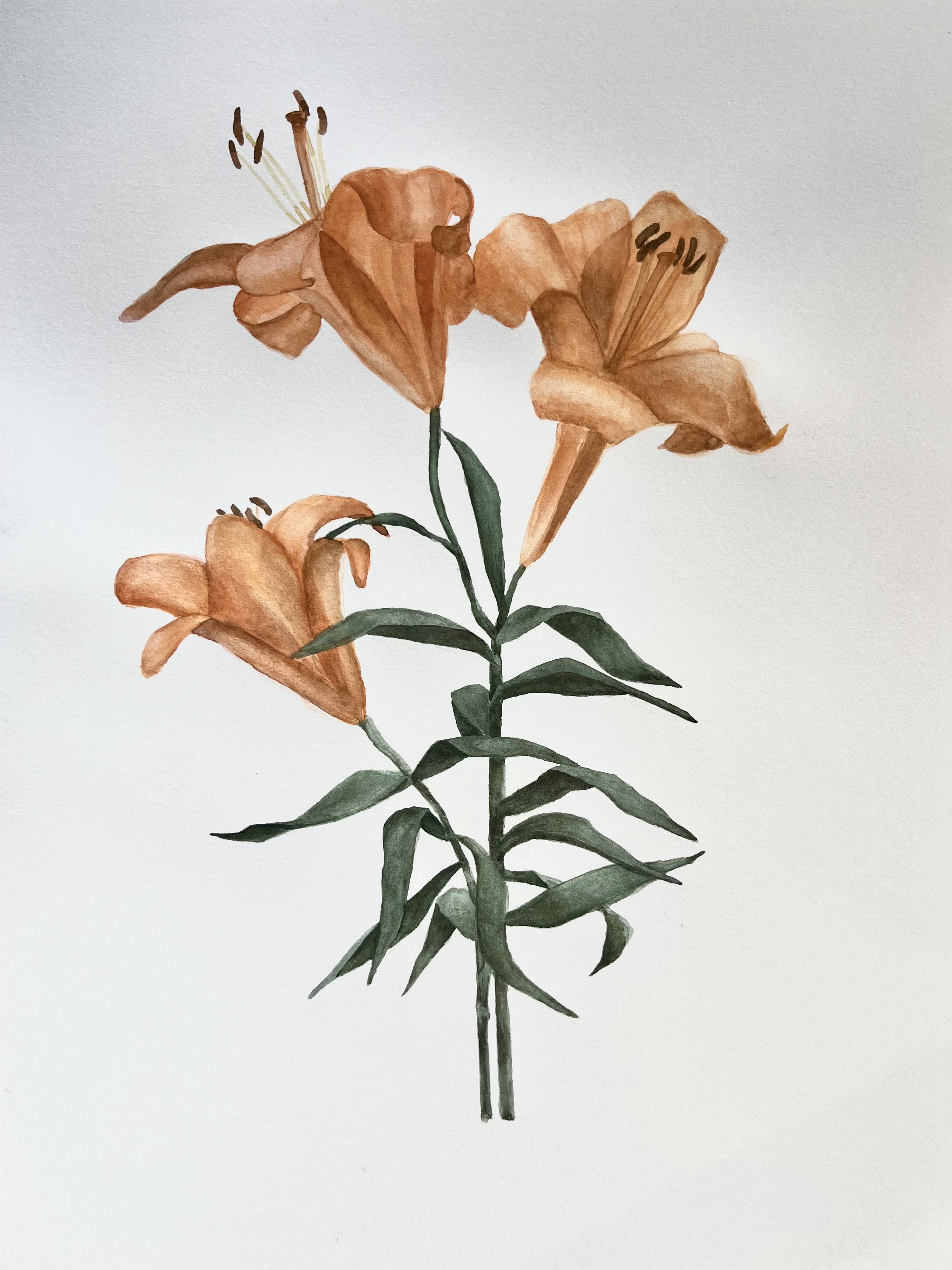 Lilies
